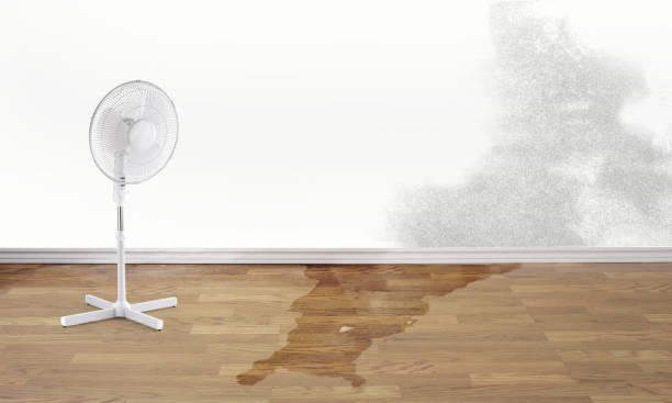 Best Professional water damage repair  in Green River, WY